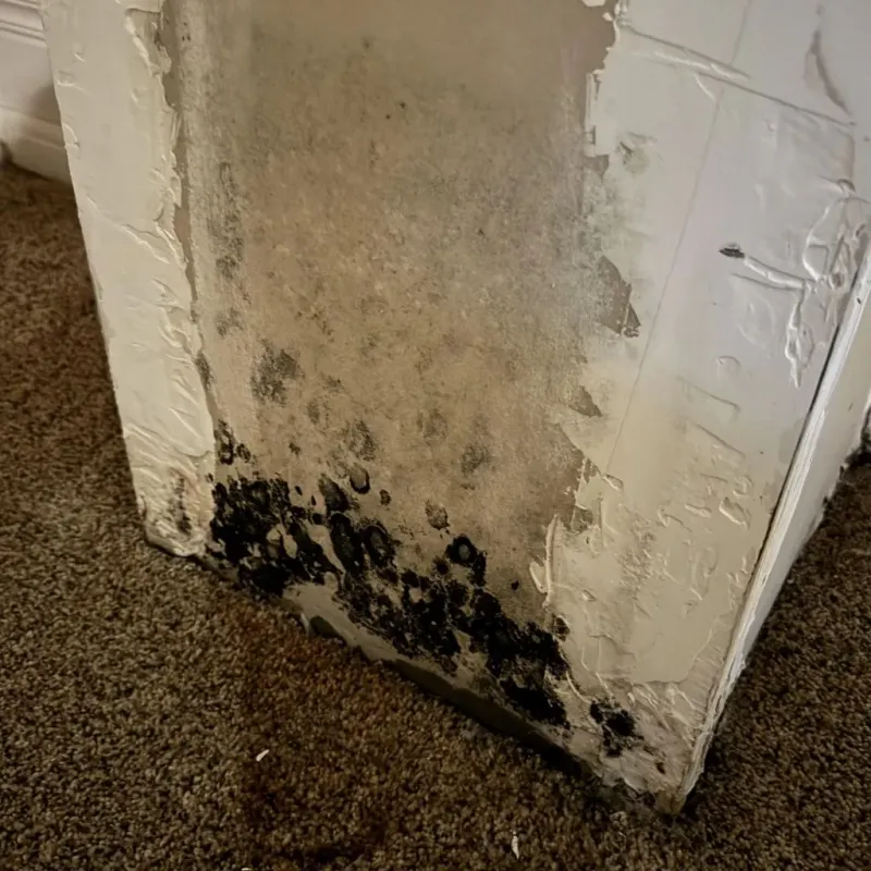 Professional Mold Removal in Greenville, RI